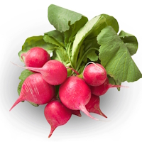 Radis couleur 